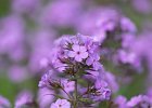 3 Phlox.jpg